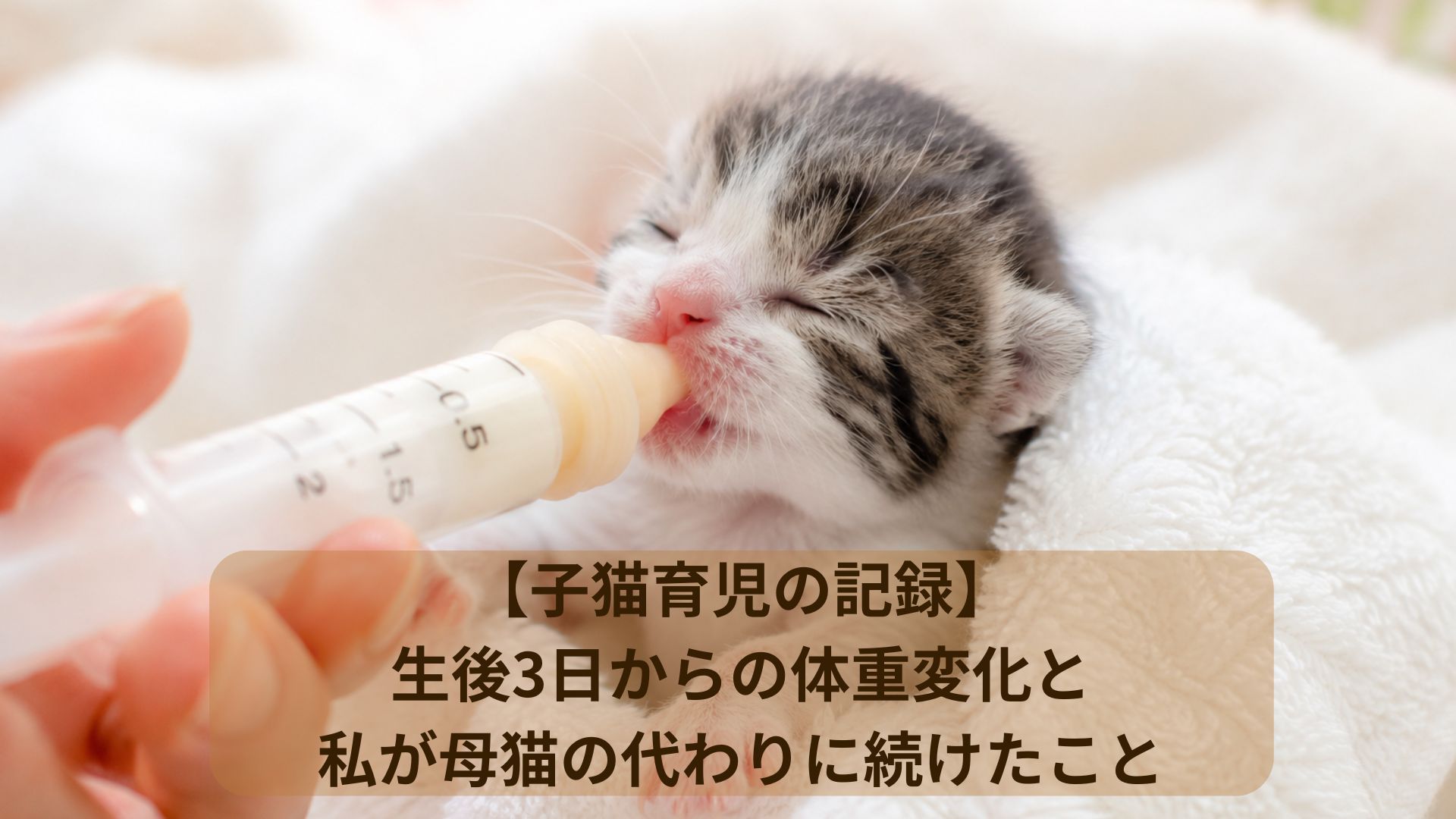 シリンジからミルクを飲む生後間もない子猫