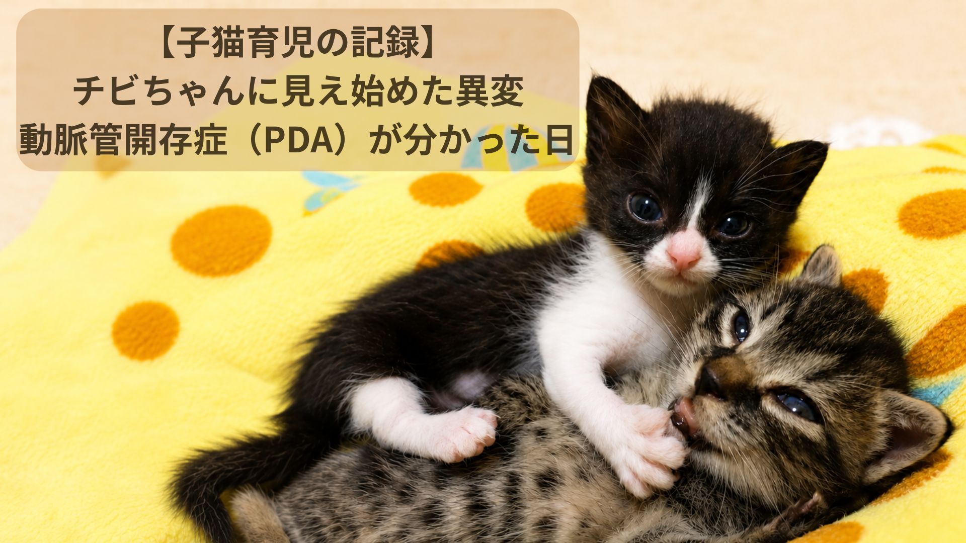 先天性心疾患のある子猫と兄弟子猫
