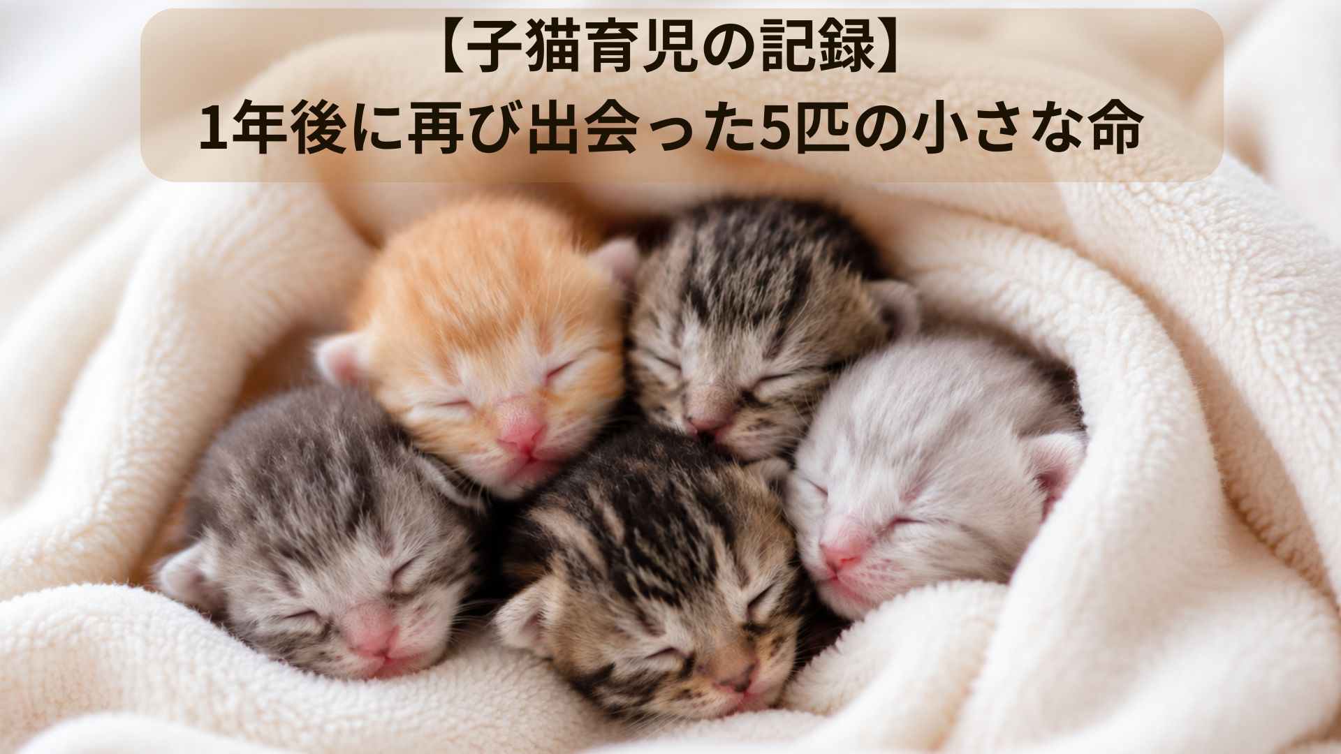 安心して眠る生後まもない５匹の子猫たち