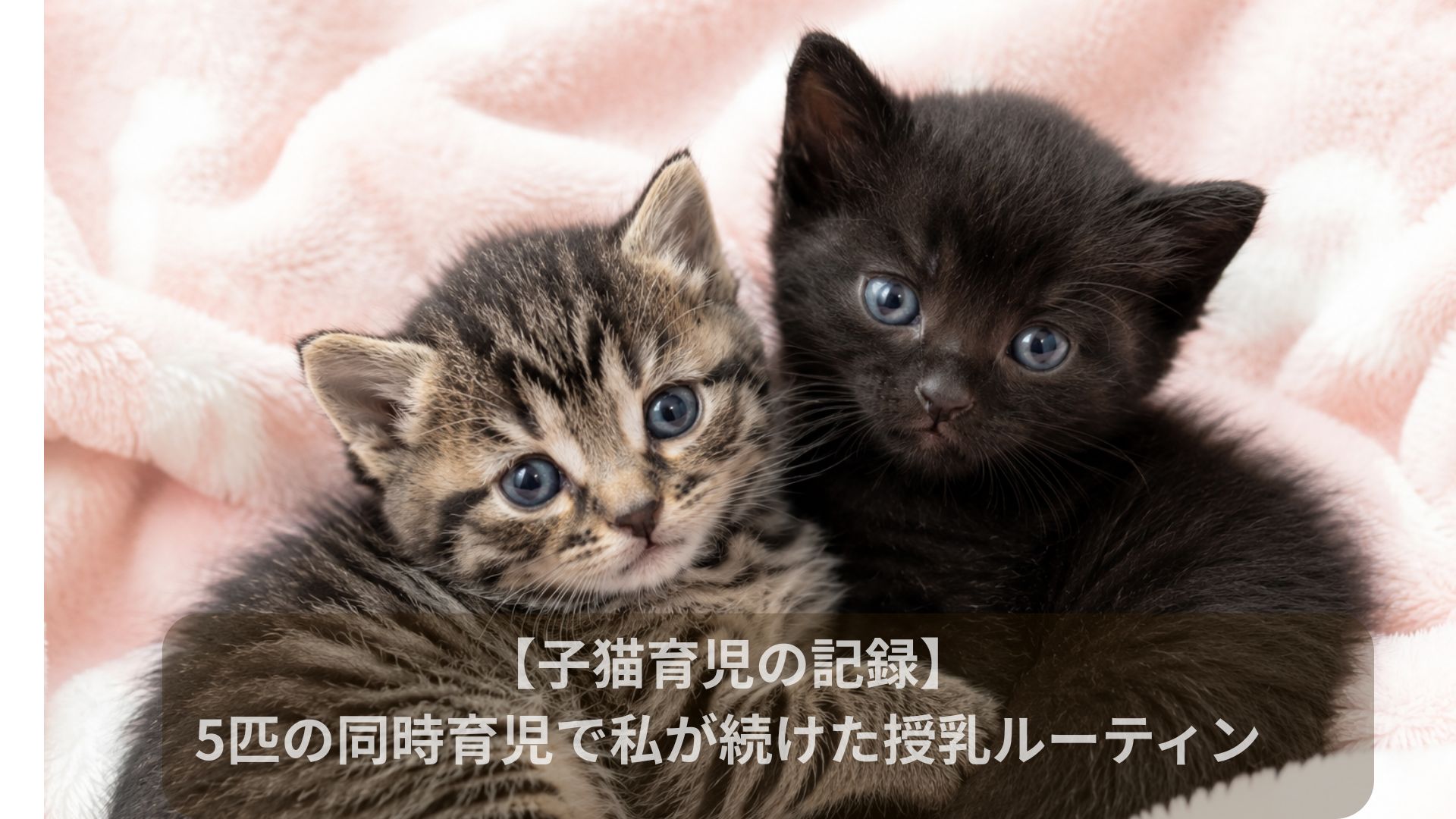 大きくなった子猫たち