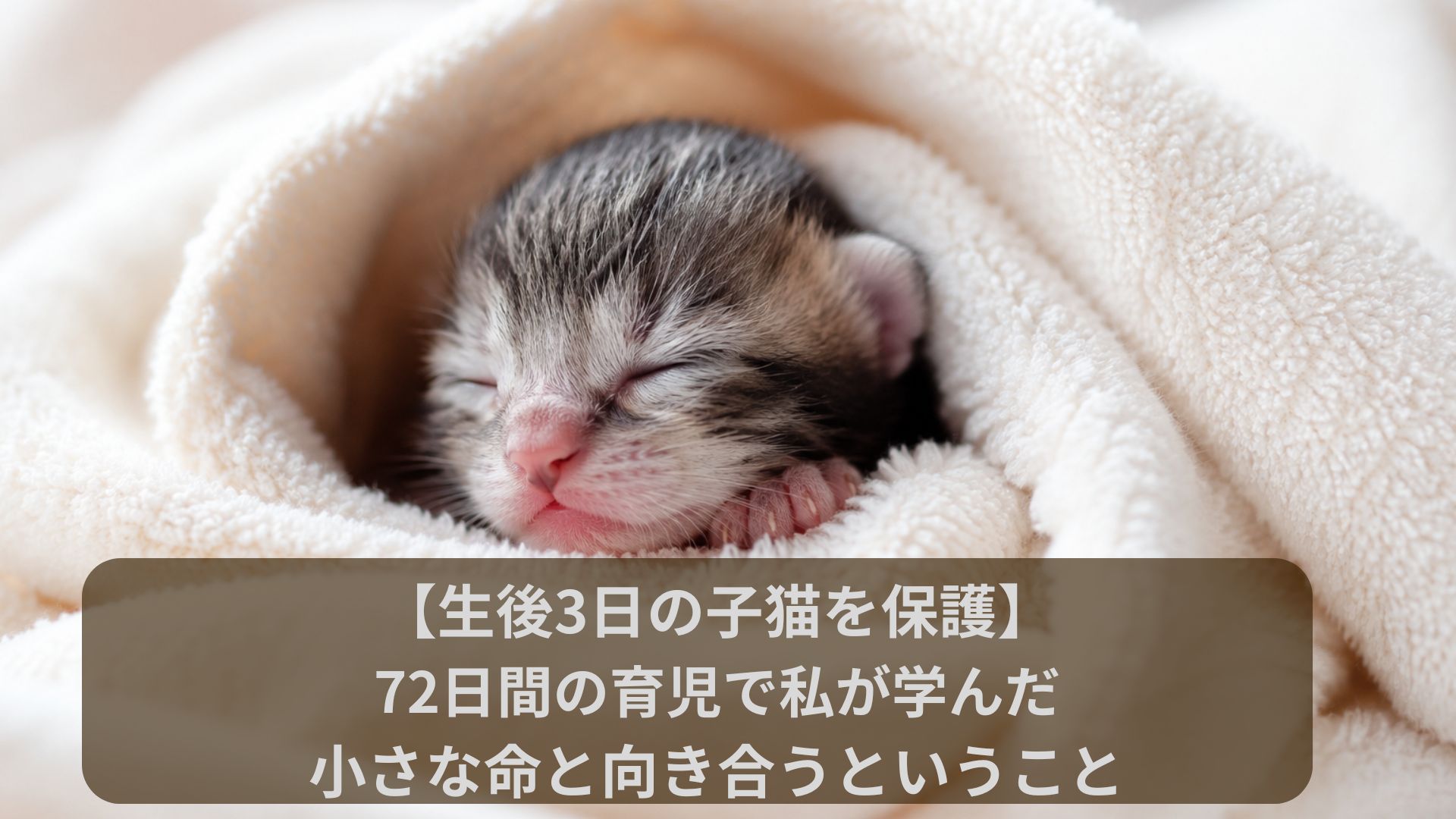 ブランケットに包まれて眠る生後間もない子猫