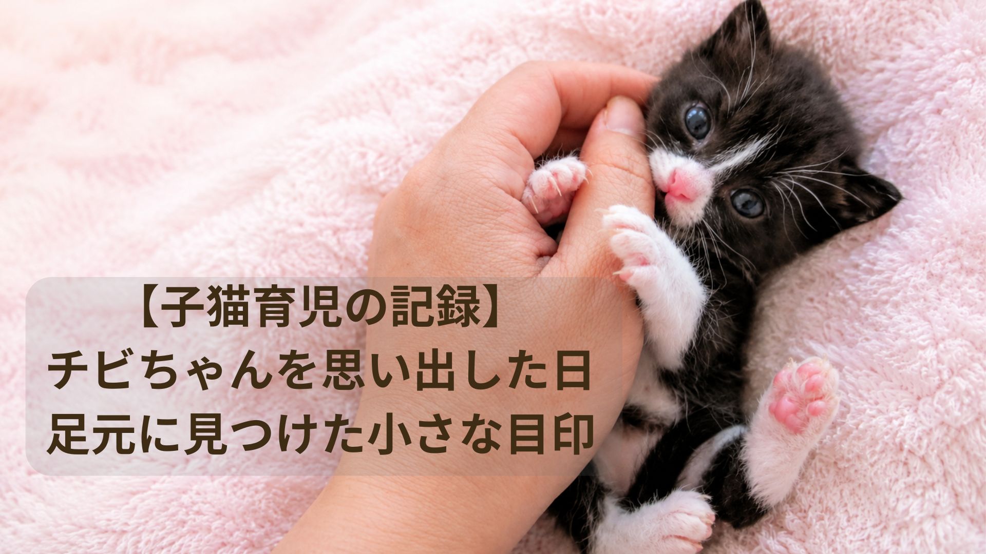 保護して育てた子猫