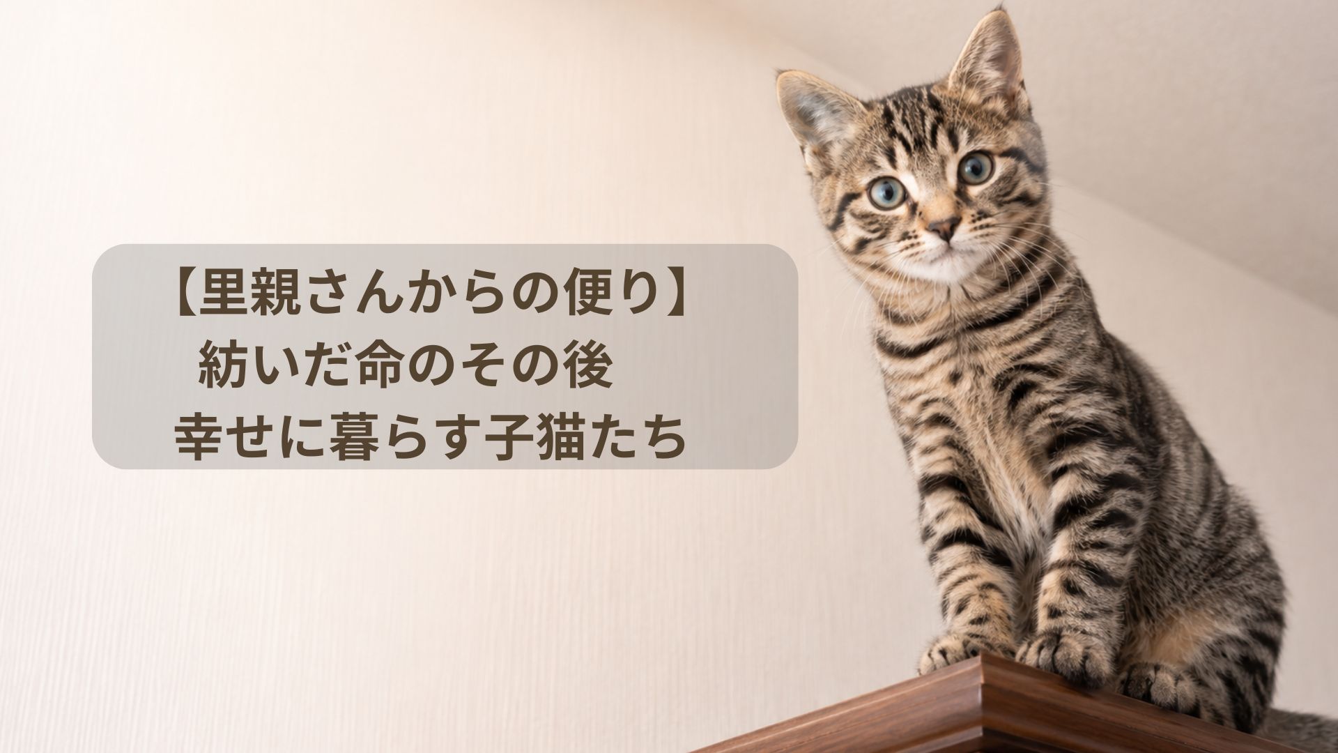 食器棚の上で得意げな顔をする子猫