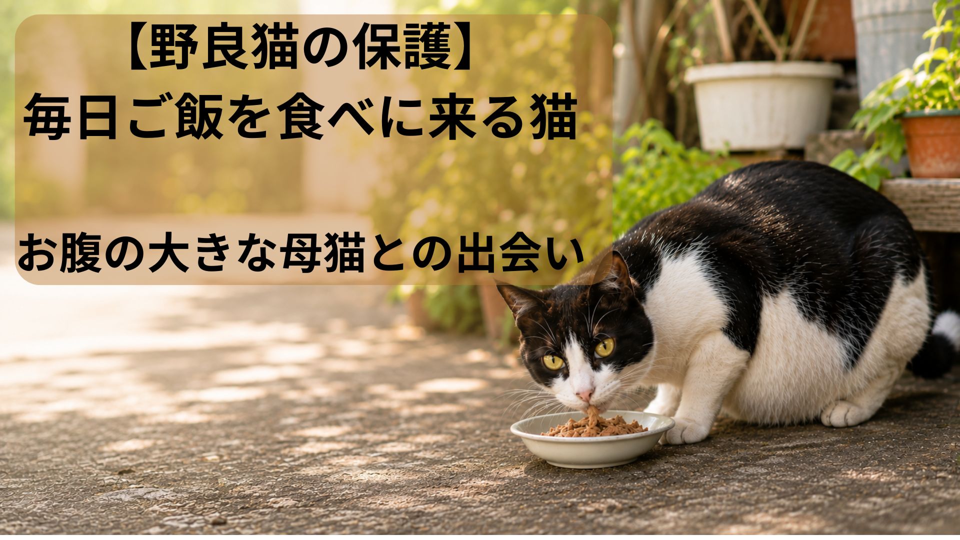 妊娠していると思われる猫がご飯を食べにくる