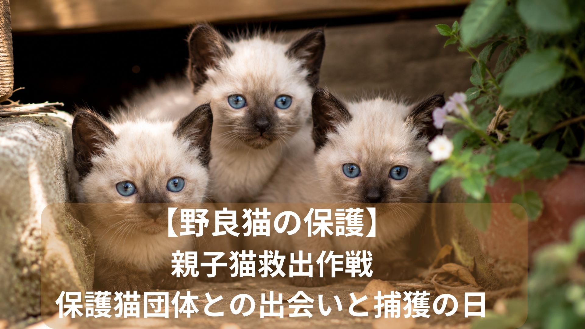 野良子猫たち