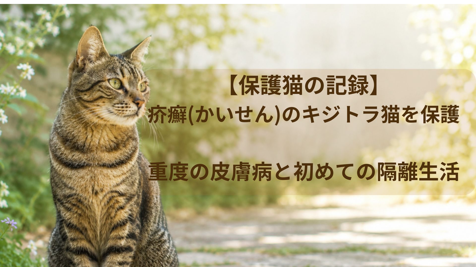 庭に現れたキジトラ