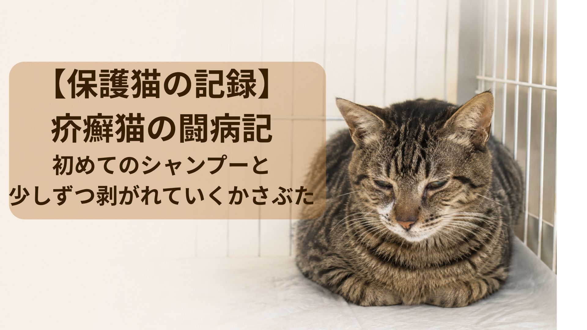 ゲージ内でおとなしくする猫
