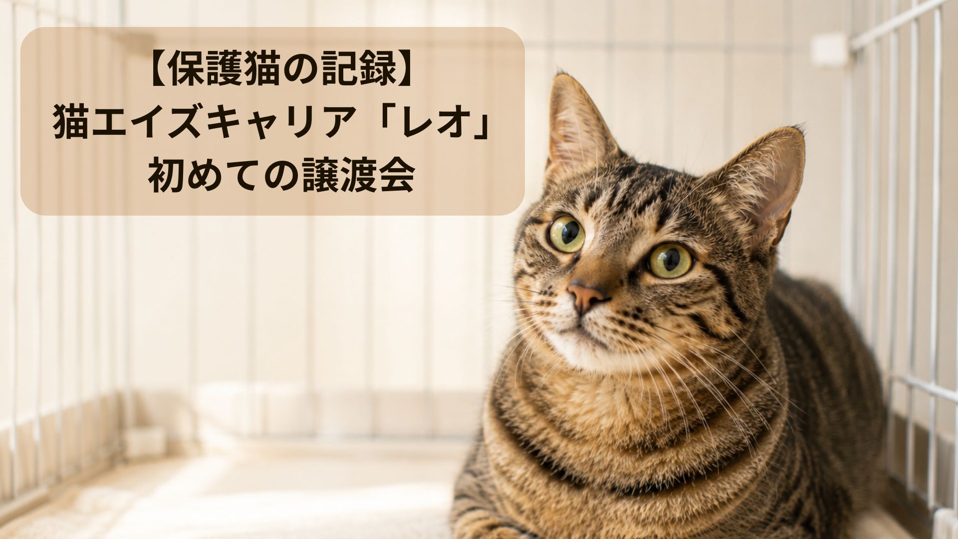 初めての譲渡会