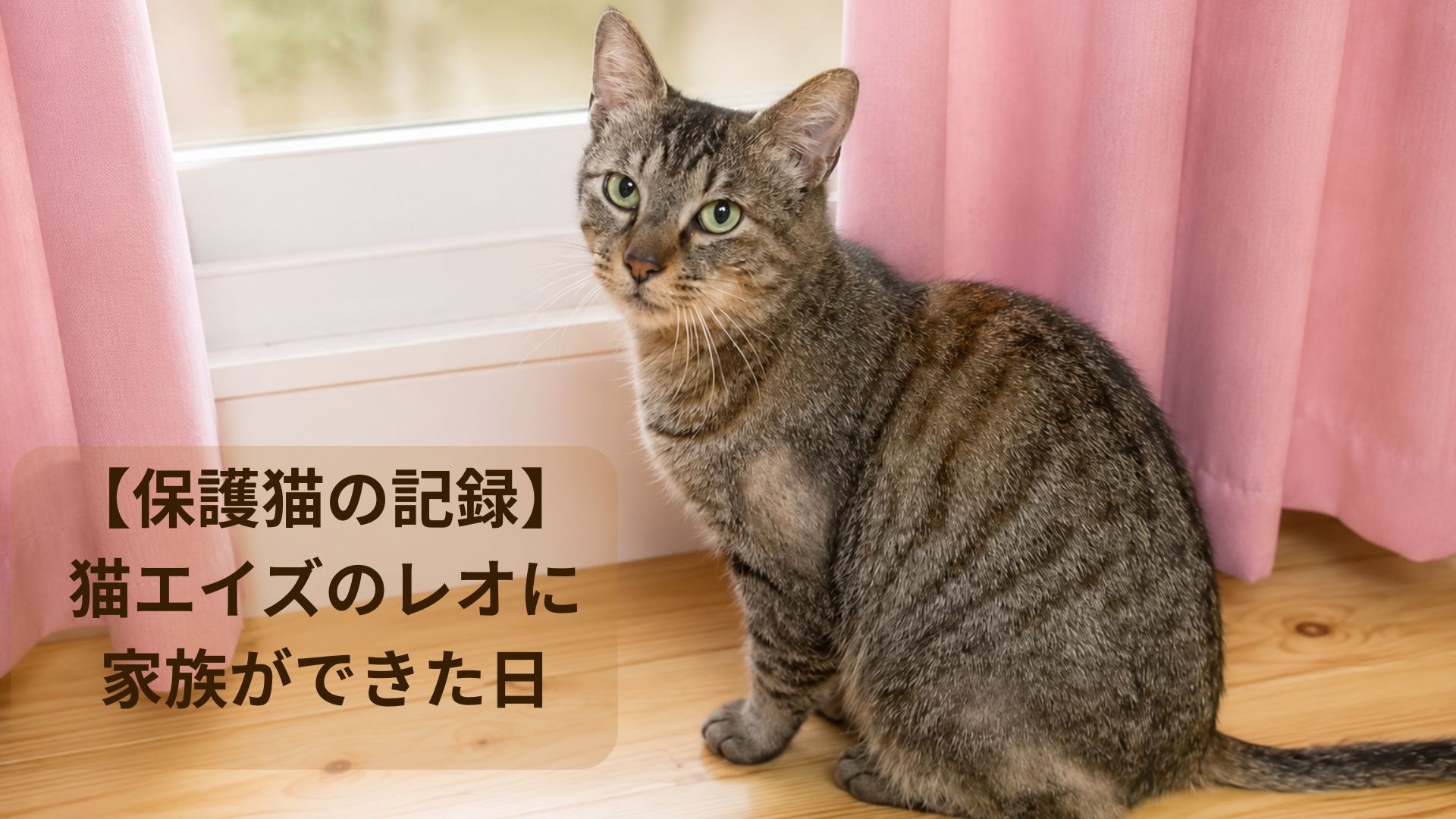 外を眺める猫エイズのレオ