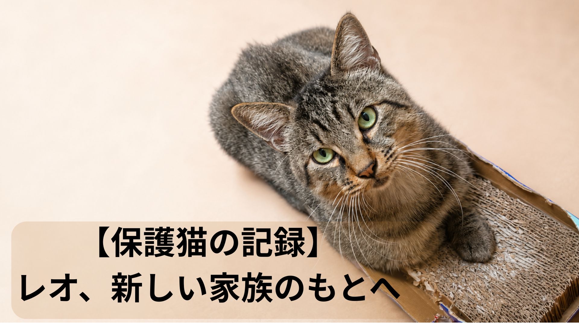 幸せをつかんだ猫エイズのレオ