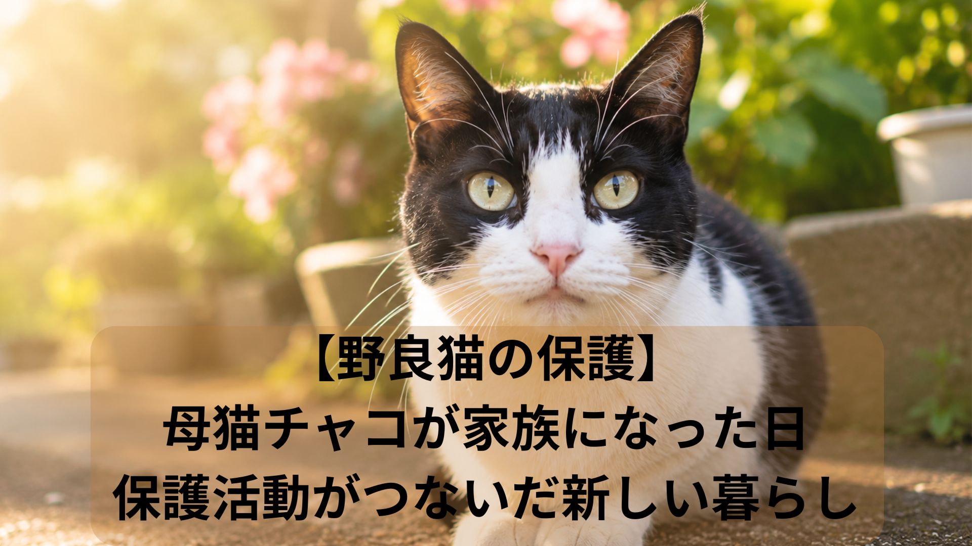 母猫チャコ