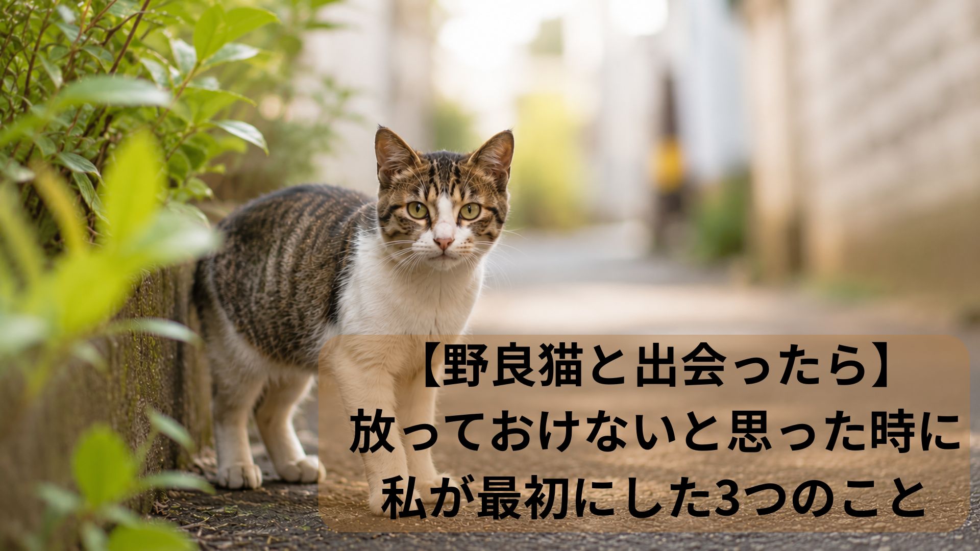 野良猫にしてあげること